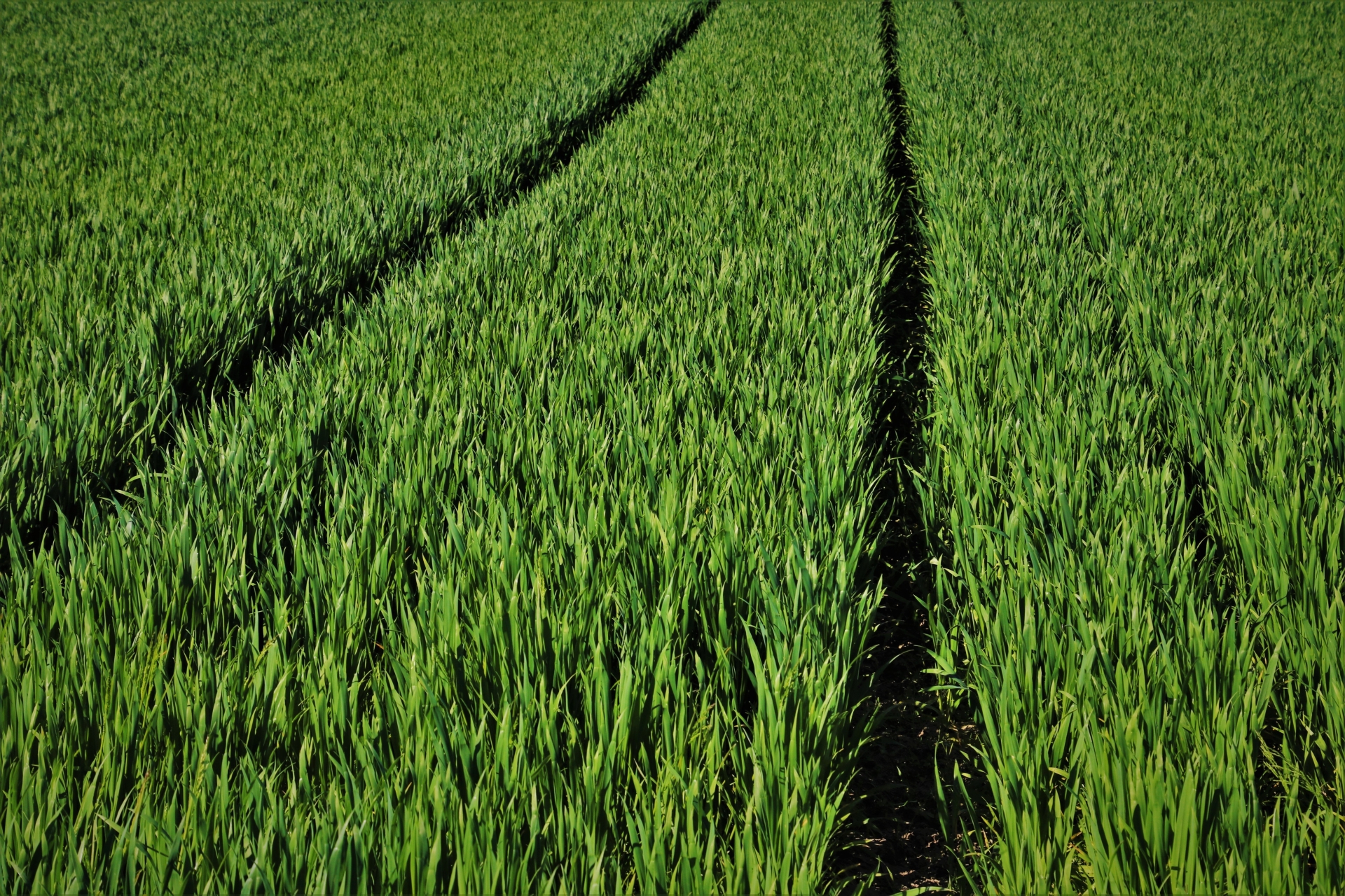 green-5084398.jpg