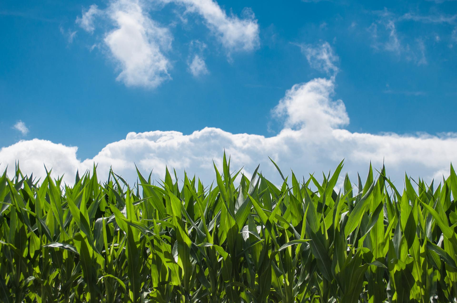 nature-sky-sunny-clouds.jpg