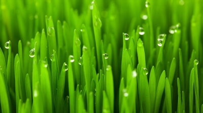 Bulagro introduces new products from Coda - ideal for compensatory nutrition in all crops
