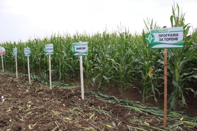Field day with Dupont Pioneer in Yazdach village