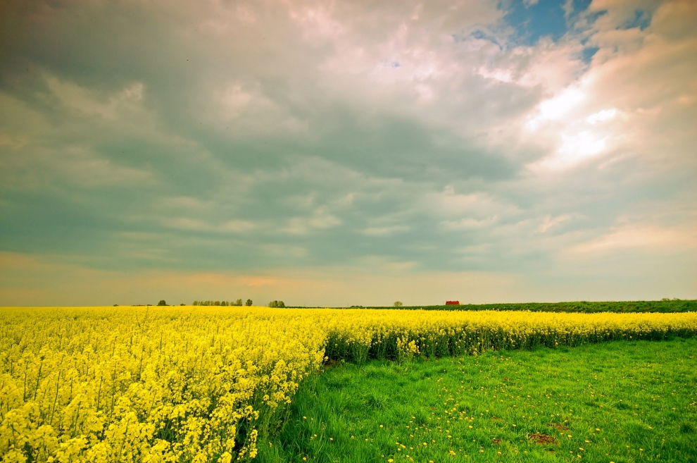 General spring fertilization of autumn crops | Bulagro Group