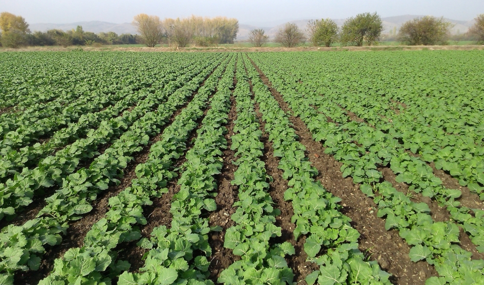 Preparing rapeseed for successful overwintering | Bulagro Group